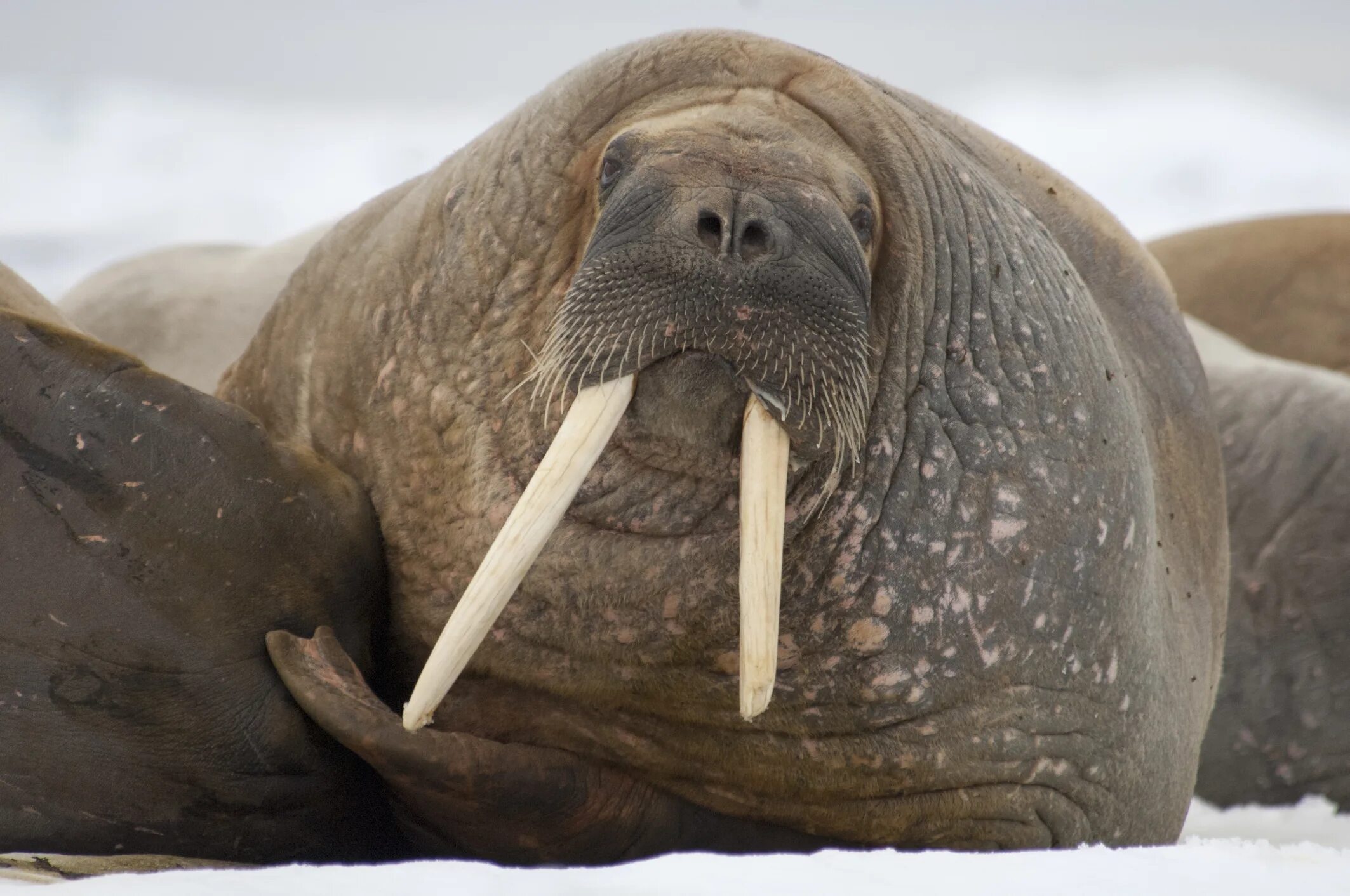 леннон я морж слушать. Walrus black john lennon. джон леннон i am the walrus. Walrus flossing!. морж в арктике арктика.