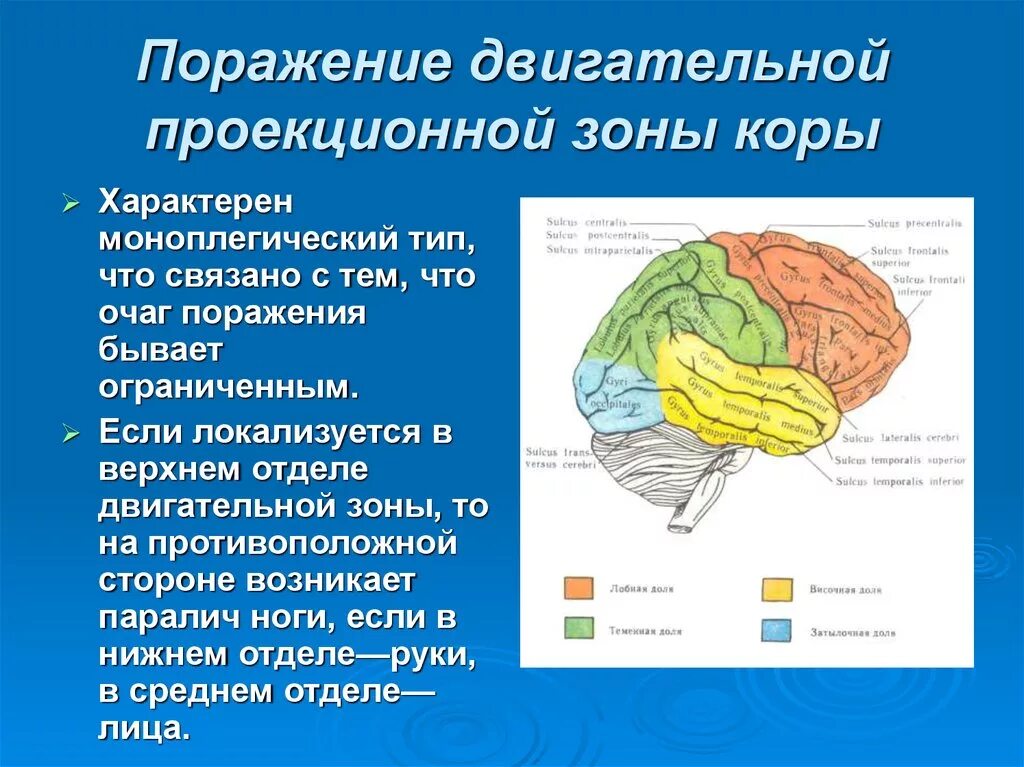 Восстановление коры головного мозга. Проекционные зоны анализаторов. Первичные проекционные зоны сенсорной коры. Первичные проекционные зоны коры головного мозга. Корковые центры коры головного мозга.