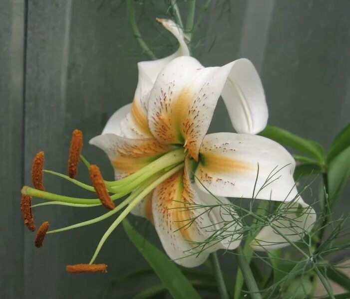 Лилия леди Элис (видовая). Lady Alice Лилия. Лилия speciosum &#039;tigrinum Lady Alice&#039;. Растение луковичное Лилия леди Алиса 1шт (КОЛОРЛАЙН)
