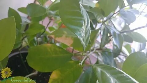 Почему у мандарина опадают листья