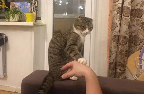 Руки прочь от котик