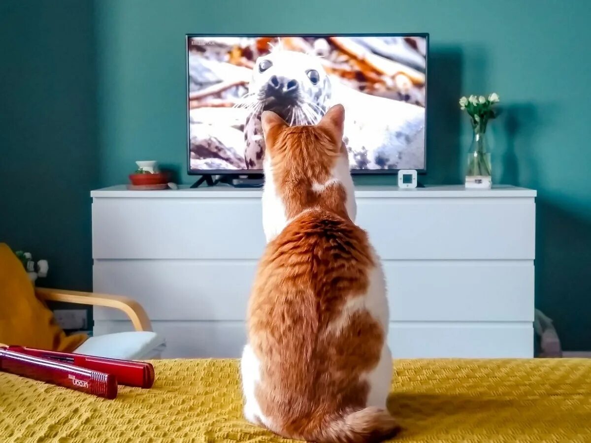 Включи котейка тв животные