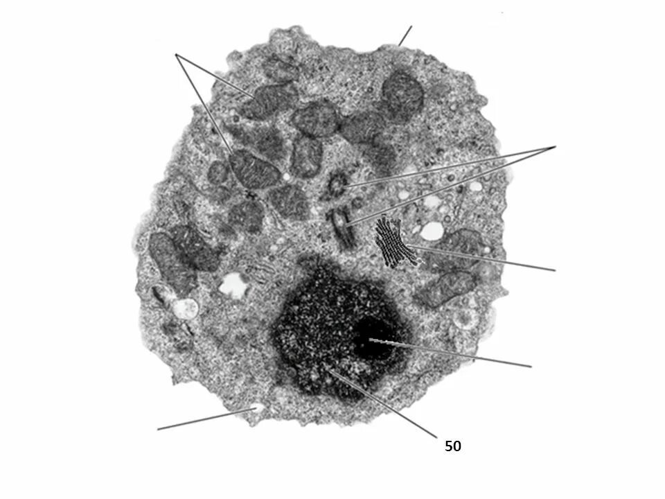 хлоропласт электронная микроскопия. митохондрии у бактерий. комплекс гольджи электронная микроскопия. органоиды клетки в электронном микроскопе. электронная микрофотография митохондрии.