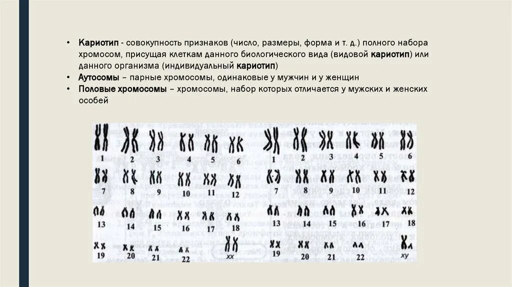 Кариотип совокупность признаков набора хромосом. Хромосомы кариотип. Кариотип набор хромосом. Видовой кариотип это.