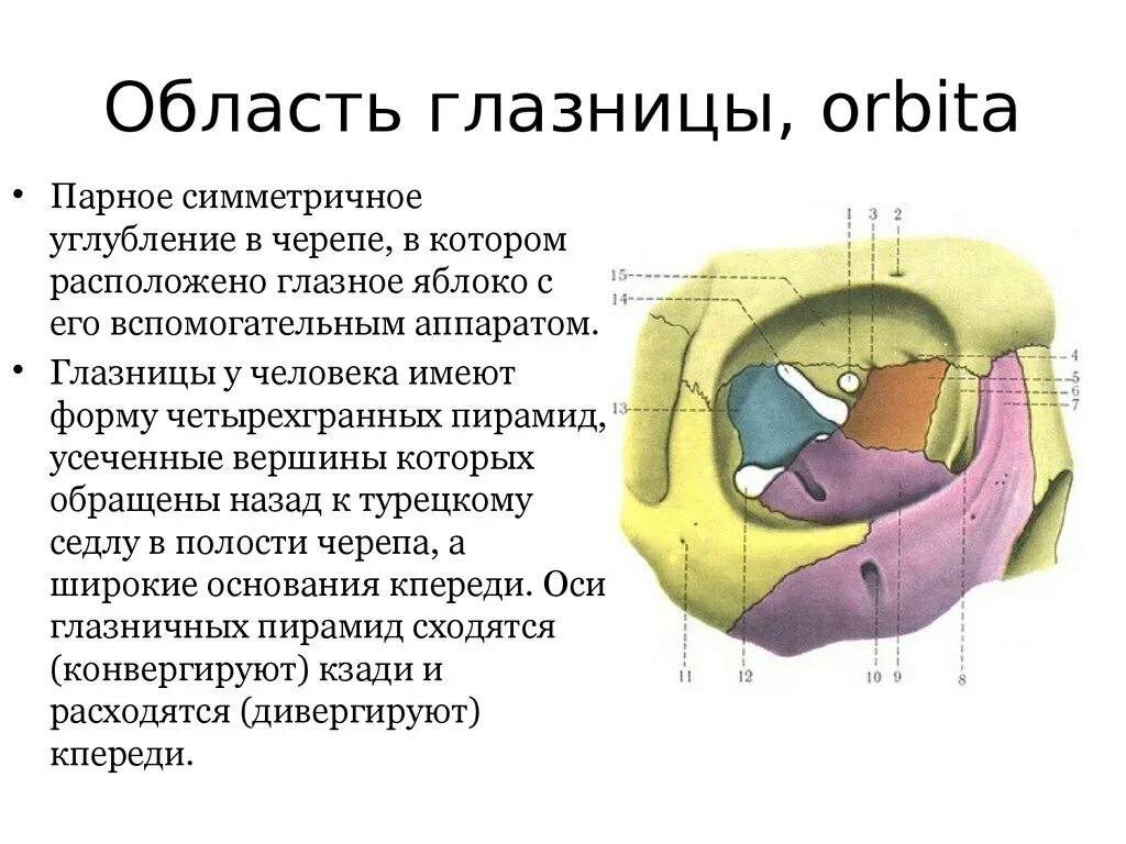 1 строение глазницы. Топография стенок глазницы. Область глазницы топографическая анатомия. Внутренняя стенка глазницы образована. Область глазницы границы.