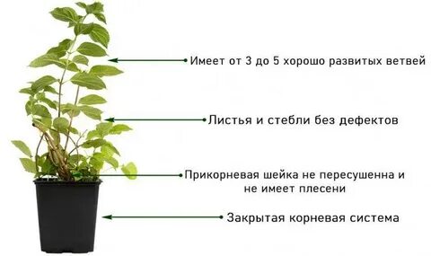 Расстояние между гортензиями при посадке