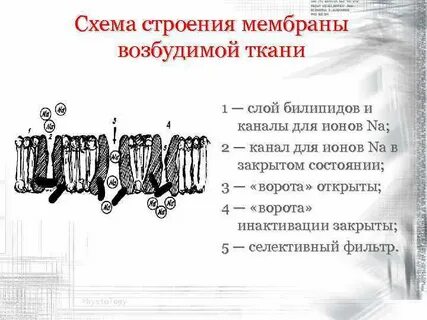 Особенности строения мембраны возбудимых клеток