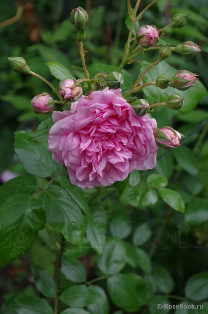 свит лагуна