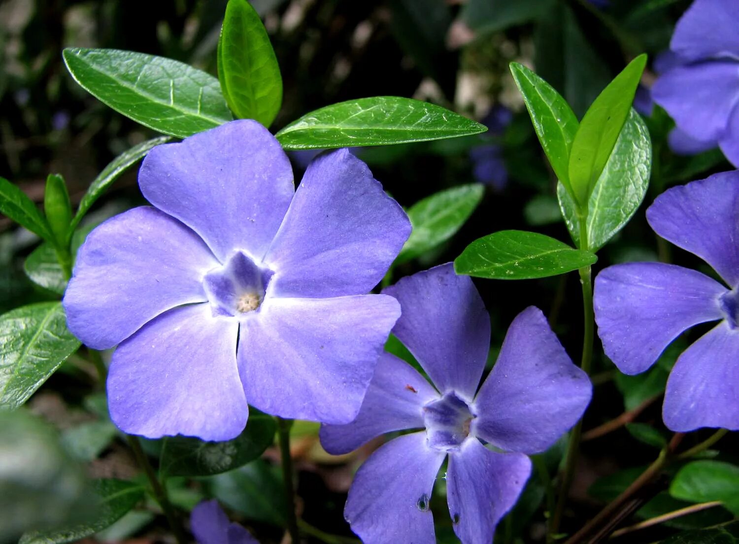 Барвинок малый цветок. Барвинок малый (Vínca Mínor). Барвинок (Vinca Major, Vinca Minor l).