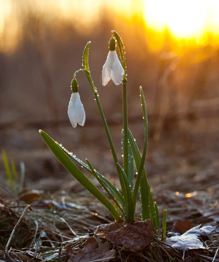 еськов подснежники. подснежник ручей. подснежник галантус. подснежник лагодехский. подснежник снежный.