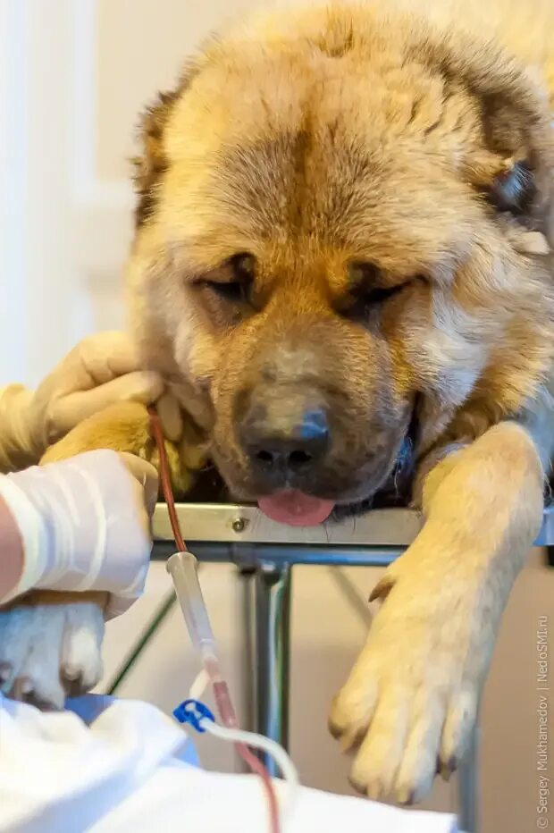 Переливание крови животным. Переливание крови собаке.