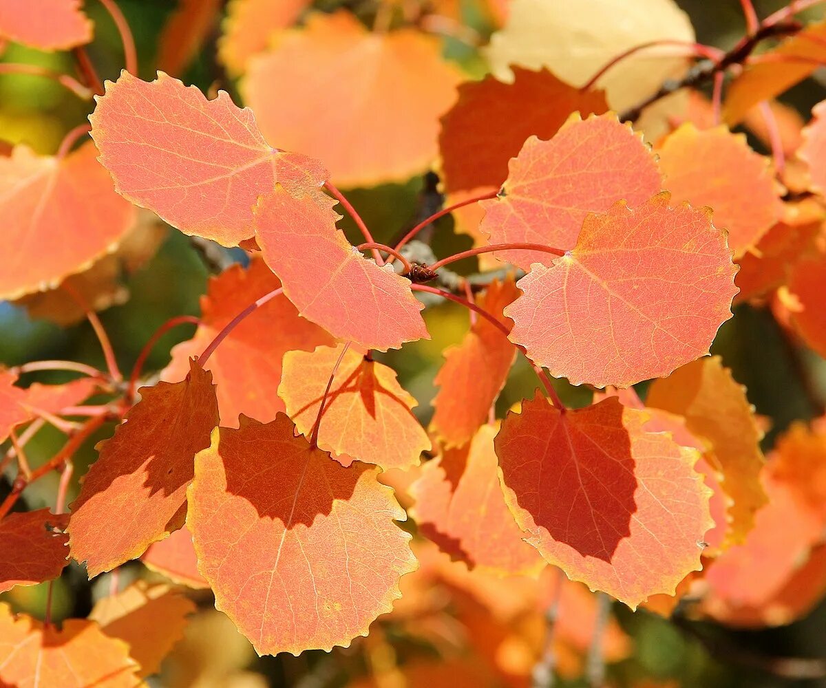 Осина (Populus tremula). Осенняя осина. Листья осины осенью. Тополь дрожащий Эректа. Осинка листья осенью