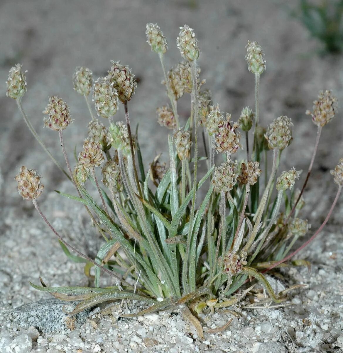 Подорожник содержит. Plantago ovata. Plantago Psyllium. Подорожник блошный. Подорожник Псиллиум Plantago ovata.