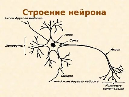 Как называется нервная клетка