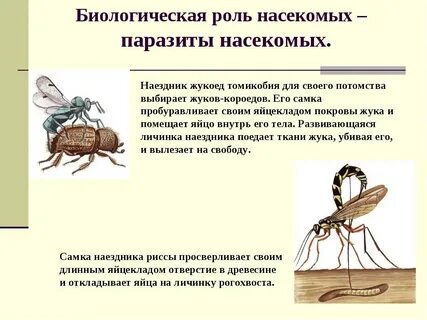 Биологические насекомые