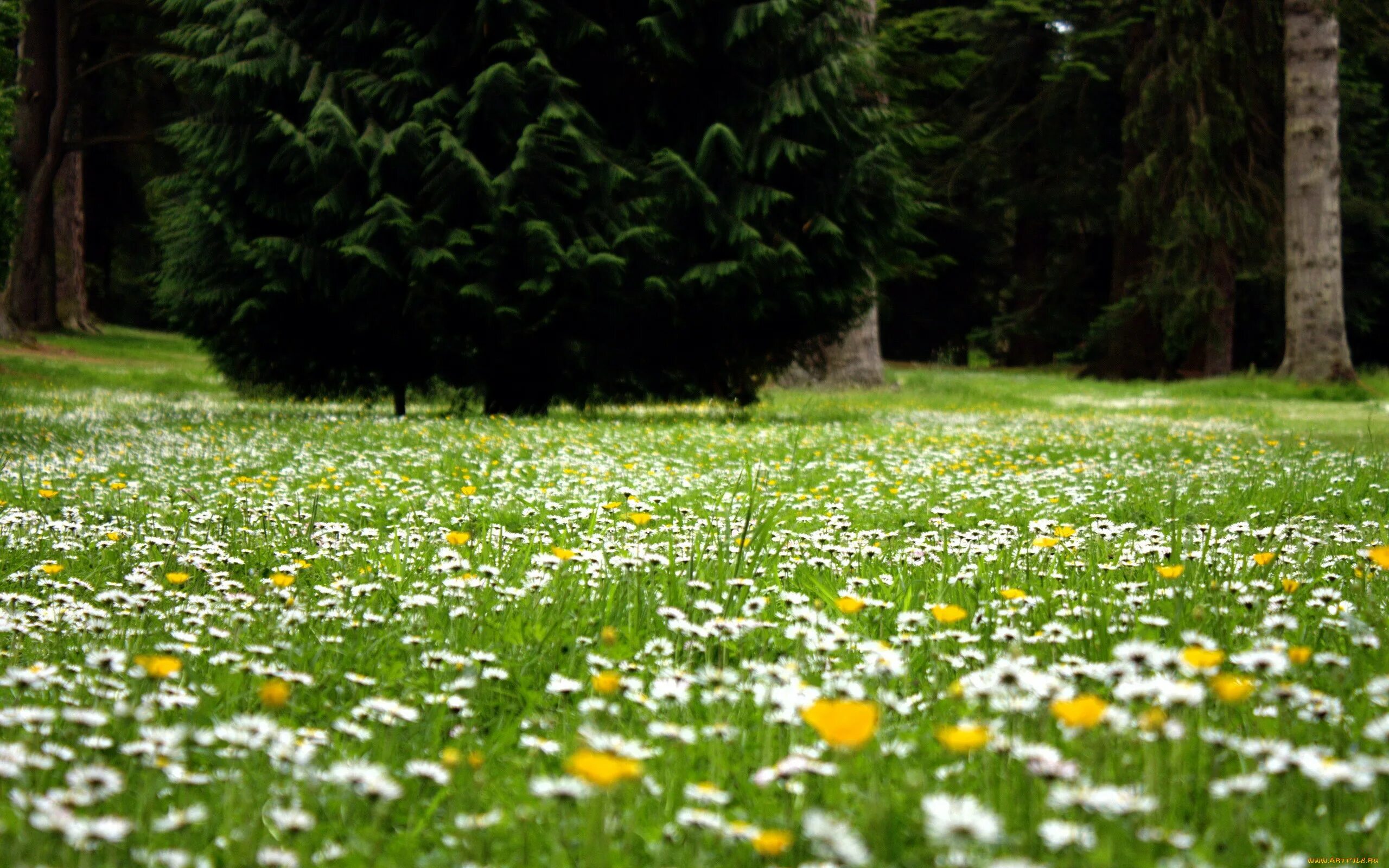 Фон поляны с цветами. Весна природа. Фон поляны с цветами. Красивая поляна с цветами. Цветочки на поляне.