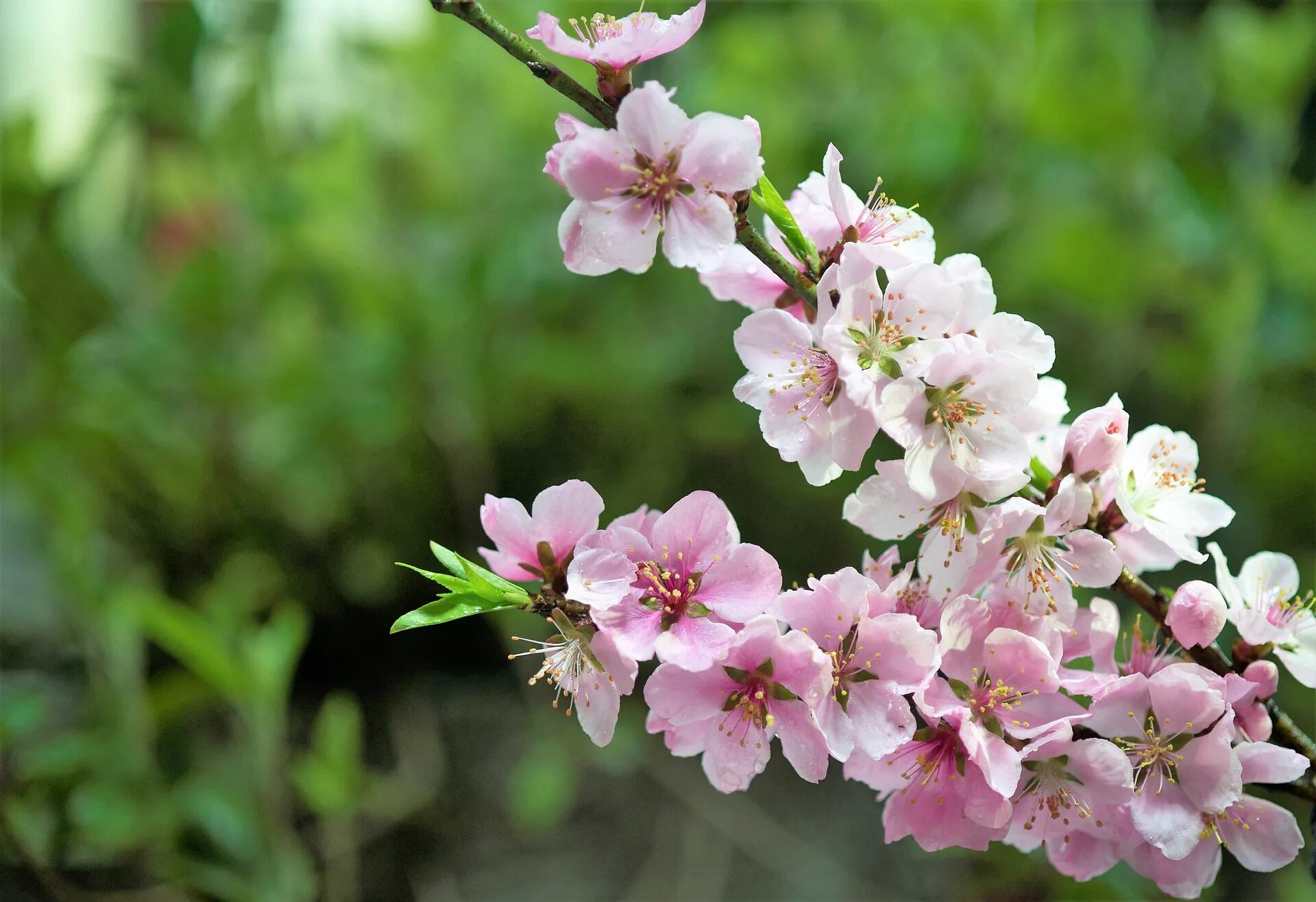 Нектарин цветет. Цветущий персик / Blooming Prunus persica. Нектарин цветение. Цветение персика фото