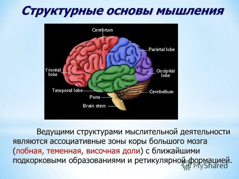 Ассоциативные зоны коры больших. Ассоциативные зоны коры. Ассоциативные зоны лобной доли. Ассоциативная зона коры головного мозга.