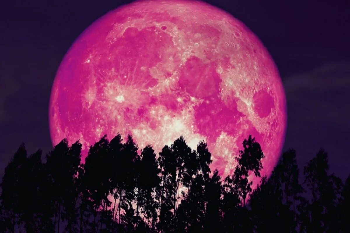 Розовое полнолуние 2024. Луна. Яркая Луна. Розовая Луна. Розовое полнолуние.