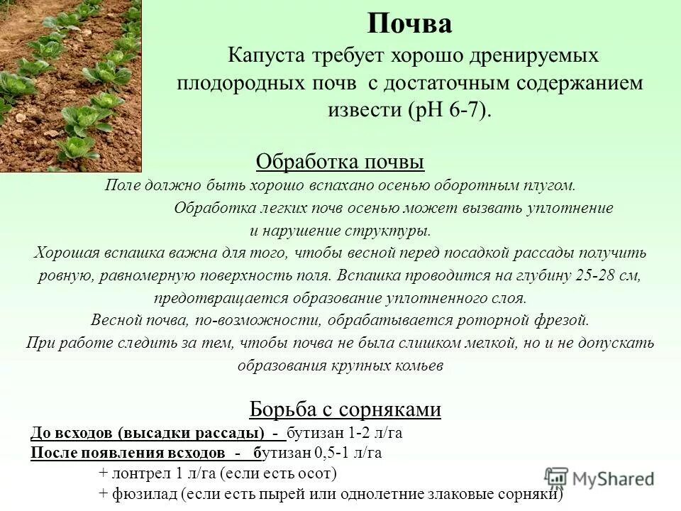 Посев семян в ящики. Посадка рассады белокочанной капусты. Высаживание рассады капусты в открытый грунт. Контейнеры для посадки семян. Грунт агро.