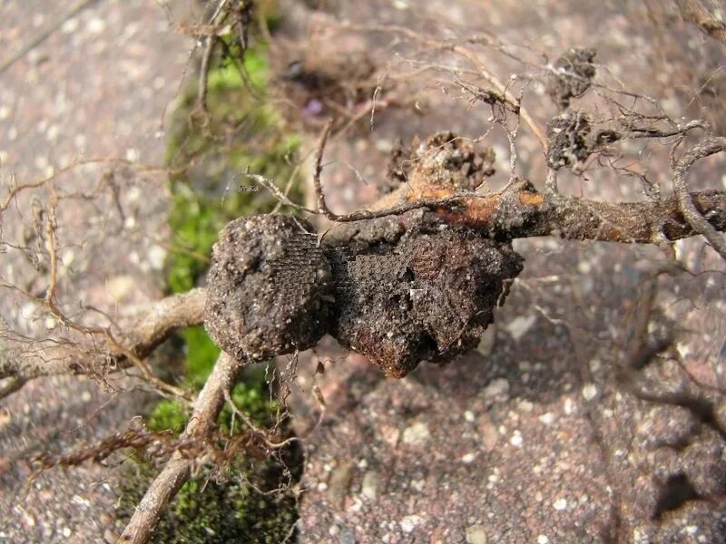 Корневища змеевика сырье. Наросты на корнях пиона. Корень раковые. Горца змеиного корневища упаковка. Фузариозная гниль пионов.