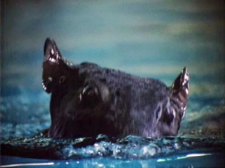 Пища богов 2 фильм 1989 кадры. Пища богов 2. Пища богов 2. The food of the gods 1976 dvd. Пища богов 2.