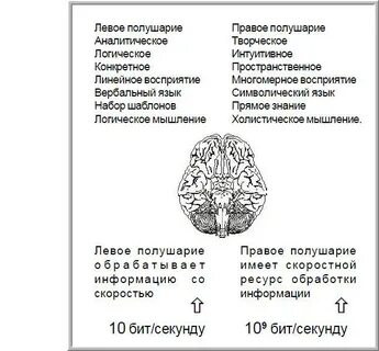 Где левое полушарие мозга