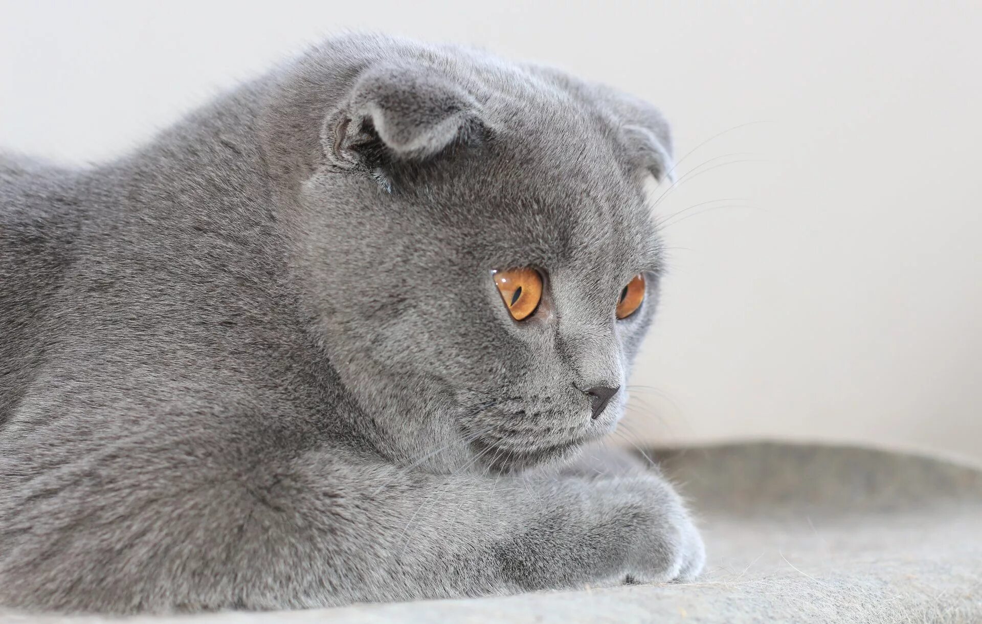 картинки вислоухого кота. картинки вислоухого кота. шотландские вислоухие коты. котята породы скоттиш фолд. картинки вислоухого кота.