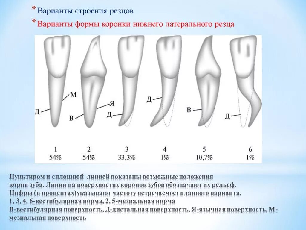 Толщина корня зуба.