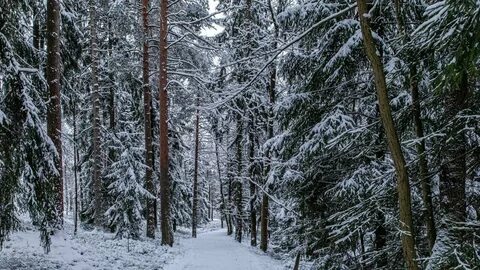 Фото снежного леса
