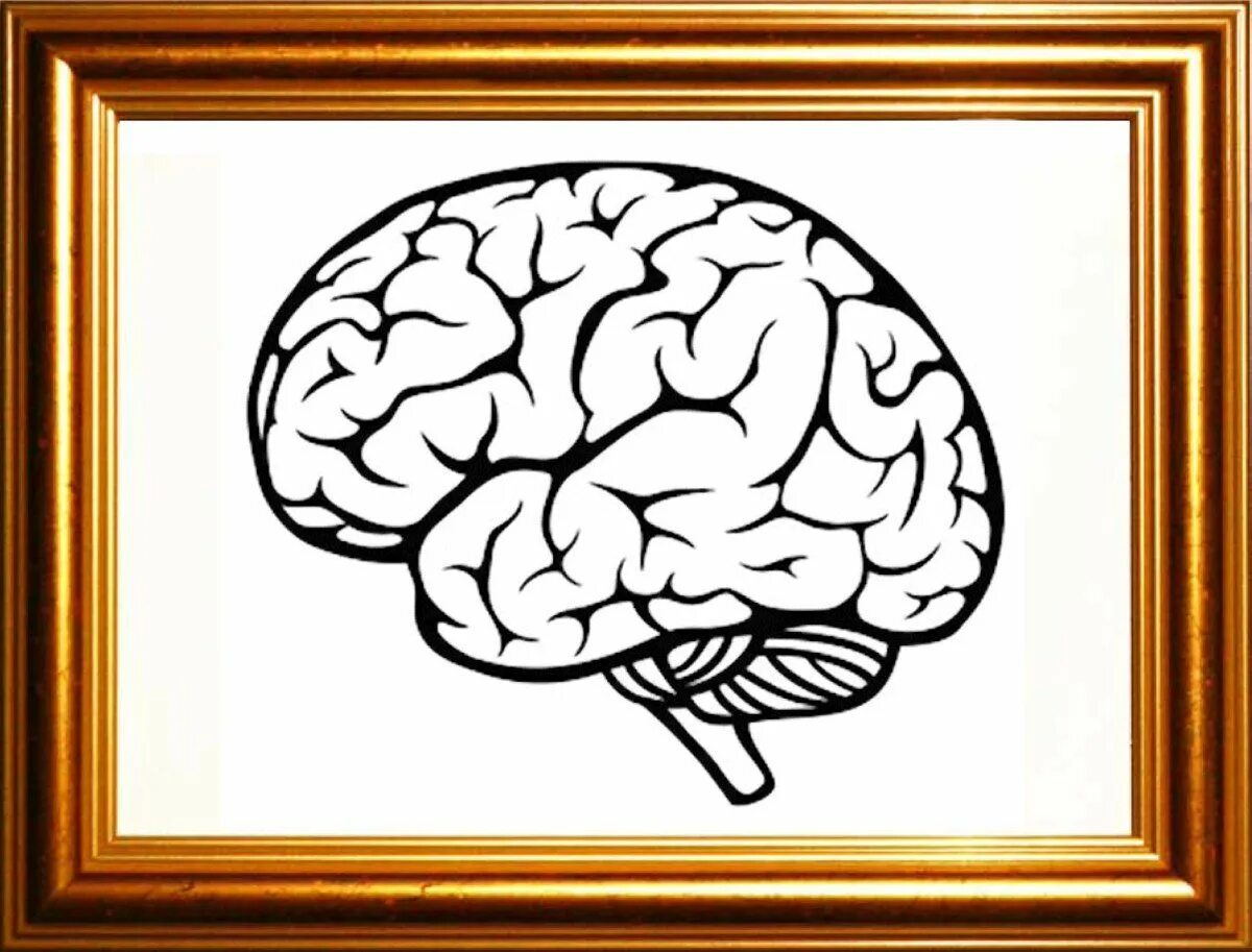 Мозг рисунок. Мозг контурный рисунок. Мозг вид сбоку рисунок. Мозг надпись картинка