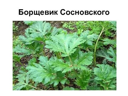 Как отличить борщевик сосновского от борщевика сибирского