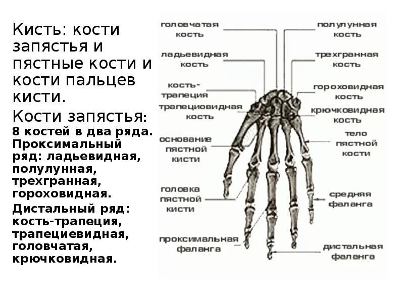 Фаланги пальцев тип соединения. Как называются кости кисти руки человека. кости запястья анатомия человека. состав кисти руки человека кости. строение кости пальцев рук.