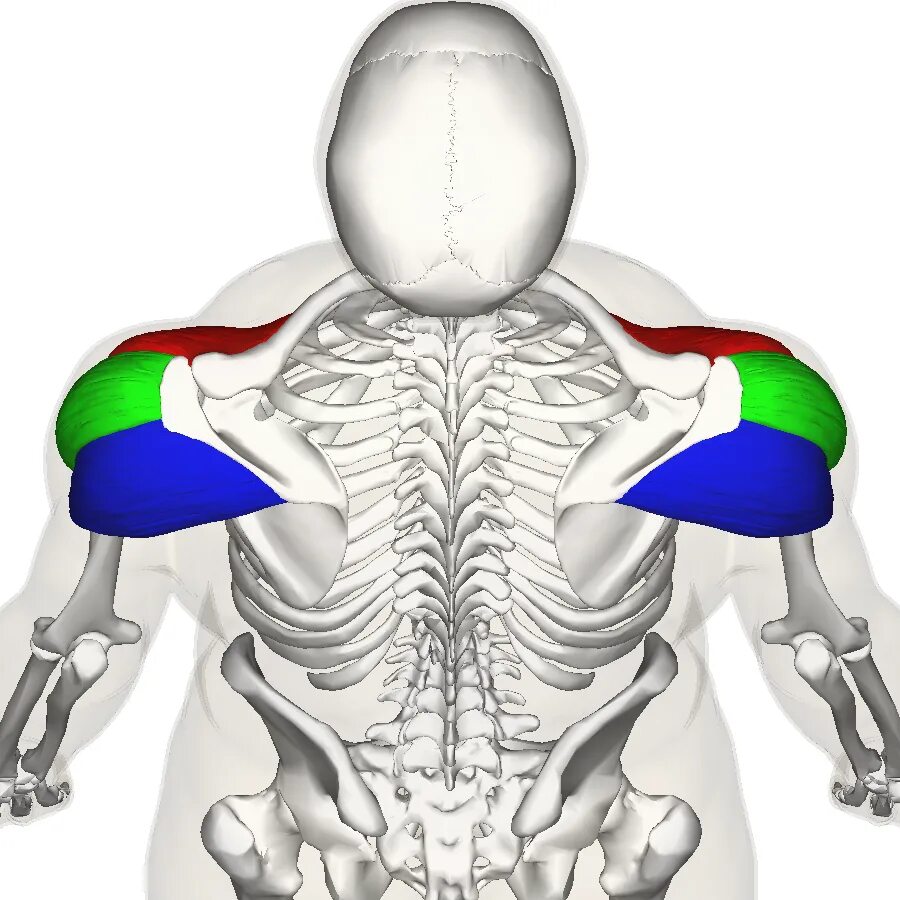 Средняя дельтовидная мышца анатомия. Мускулюс дельтоидеус. Передняя дельтовидная мышца анатомия. Дельтовидная мышца анатомия 3d.