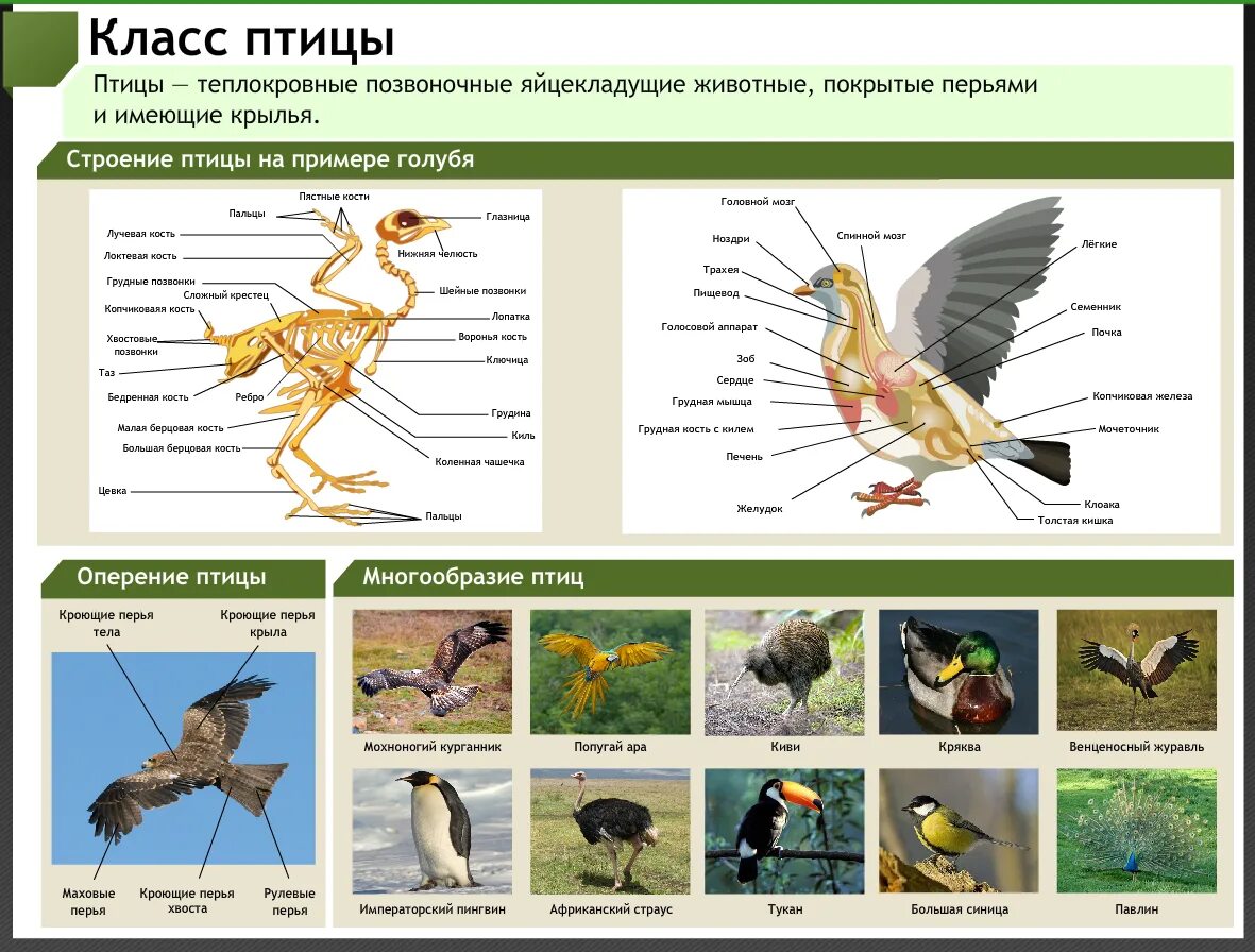 Класс биология интернет урок. Плакат по биологии 7 класс птицы. Плакат по биологии 7 класс. Класс птицы 7 класс биология. Учебные плакаты биология.