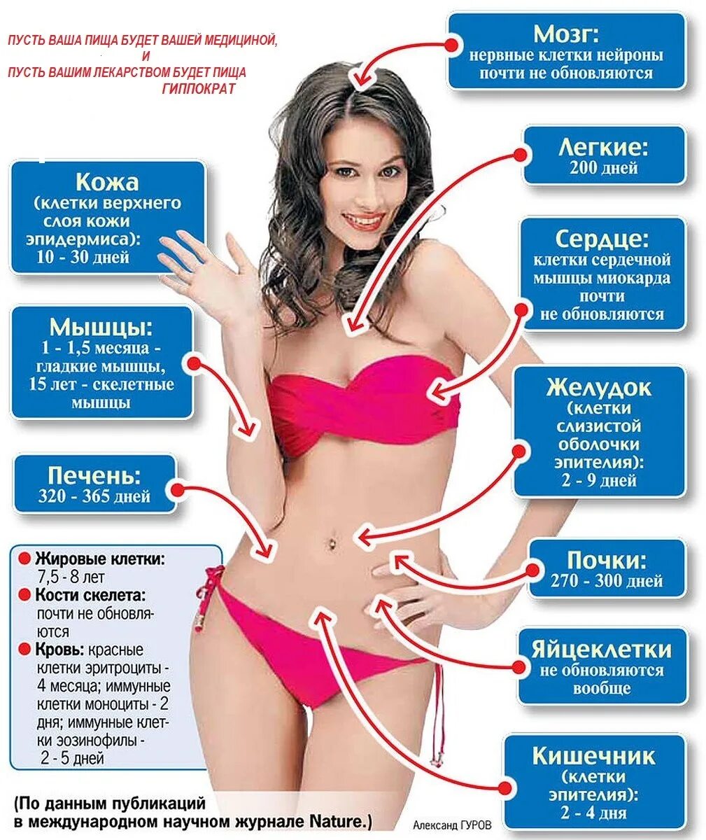 бактерии живущие в человеческом организме. сколько стоят органы человека. сколько коронавирус живет на поверхностях. схема заражения человека коронавирусом. ожирение у детей статистика.