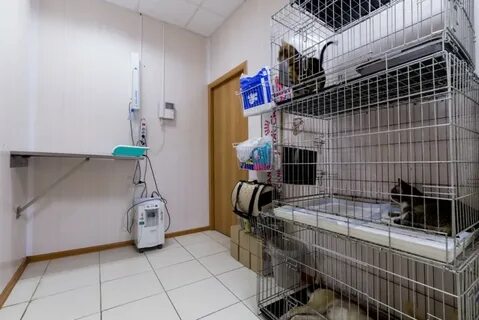 Айболит красногорск