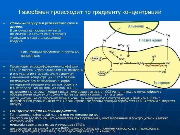 Перемещается углекислый газ из митохондрий в атмосферу. Газообмен биохимия. Обмен газов в легких схема. Схема газообмена в легких. Газообмен в легких биохимия.