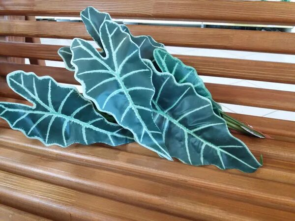 Charlie Cook Associates, Inc. Alocasia Morcacco Plant leaves, House plants, Plan