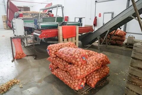 В овощехранилище привезли 320 т овощей