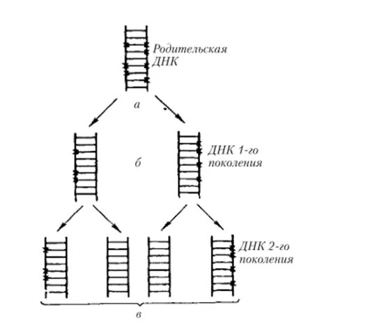Scale generation