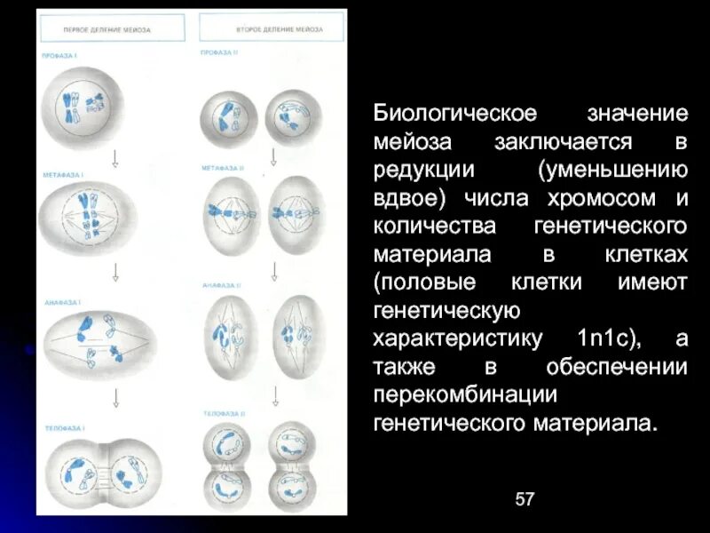 Описание процессов мейоза. Мейоз. Процесс мейоза. Мейоз генетика. Биологическое значение мейоза.