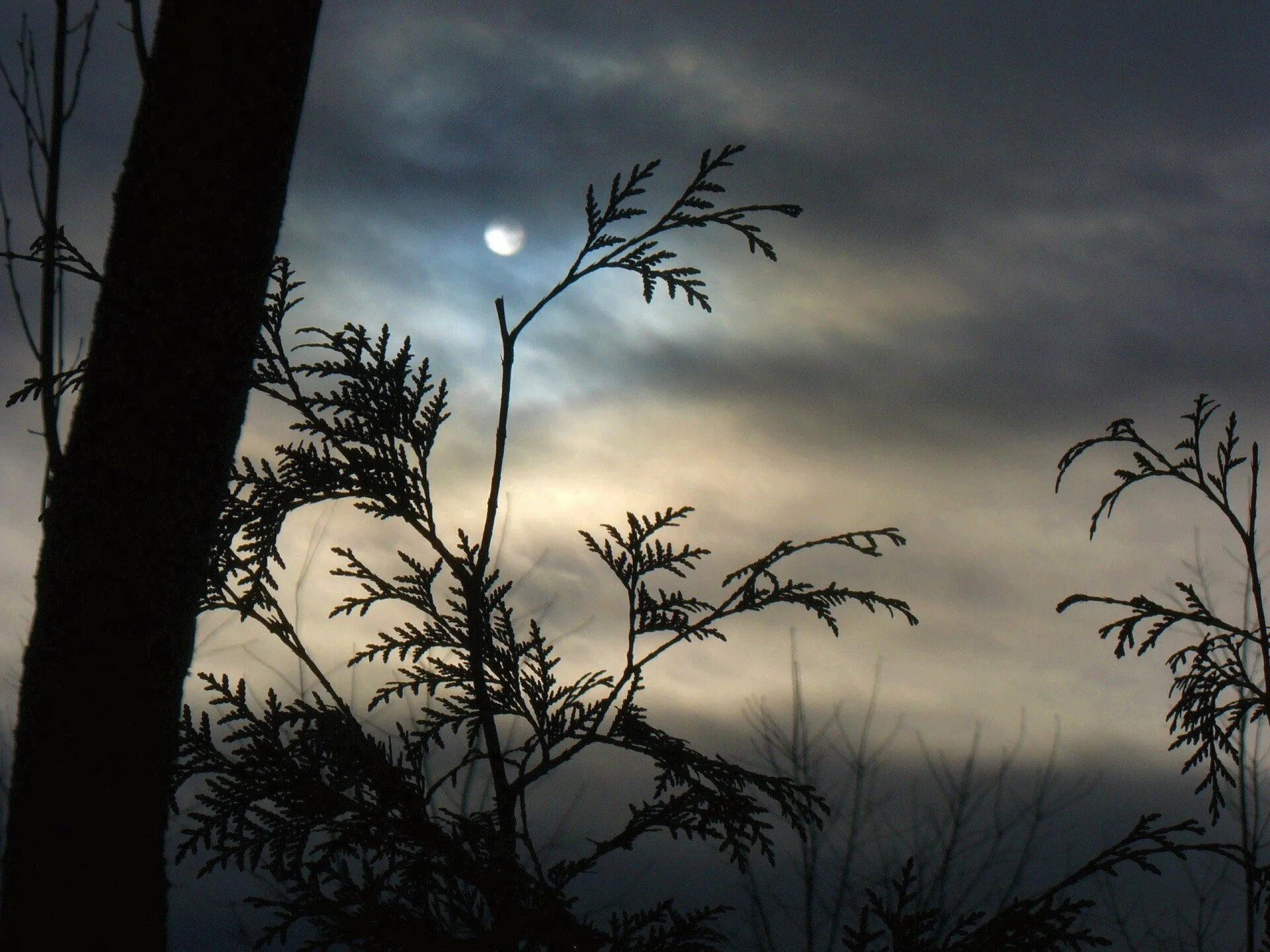 Ветвь туманного дерева. Ночные деревья. Ветка дерева ночью. Сумрак ночи. Луна в тумане.