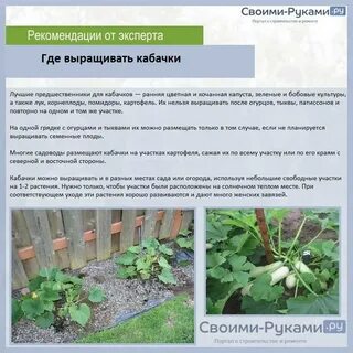 Через сколько сажают огурцы на грядке