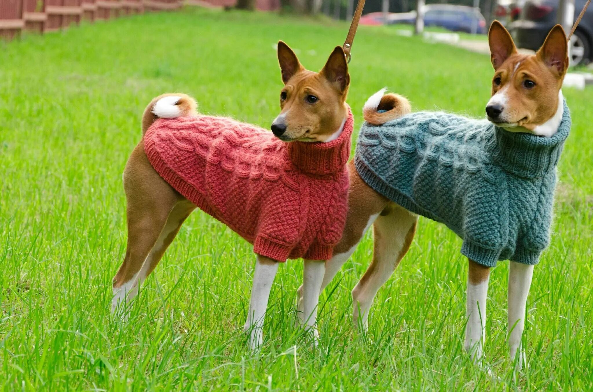 Вязаные костюмы для собак. Вязаный комбинезон для собаки. Вязаная одежда для той терьера. Вязаный свитер для собаки. Как связать одежку.