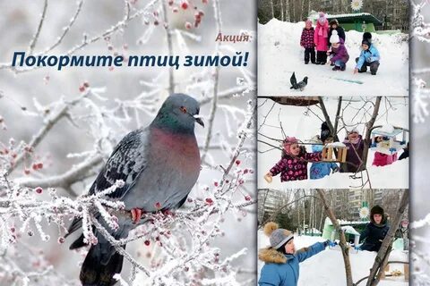 Экологическая акция покормите птиц зимой