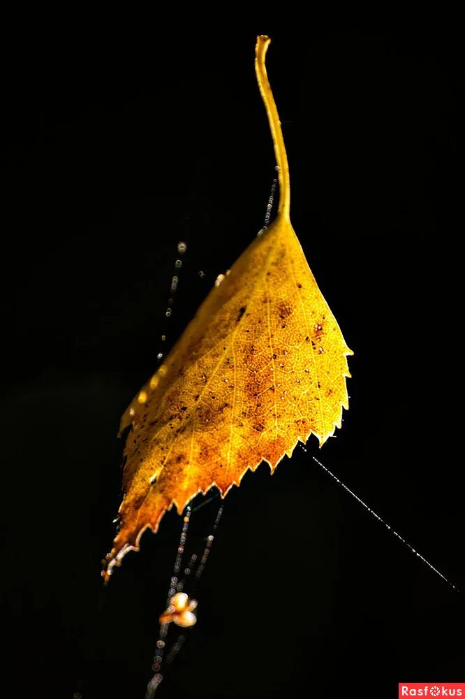 Янтарь эстетика. Брошь цельный натуральный янтарь лист. Санлайт брошь янтарь. Брошь кленовый лист янтарь. Янтарная волна брошь.