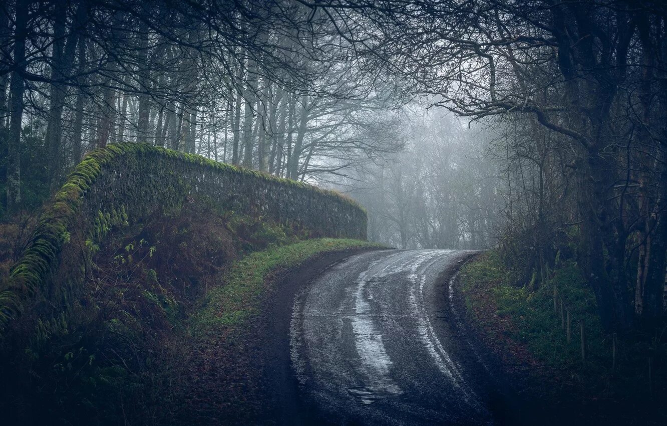 британская короткошёрстная кошка. мрачный зимний пейзаж. суровый темно. пасмурная зима. дорога в лесу.