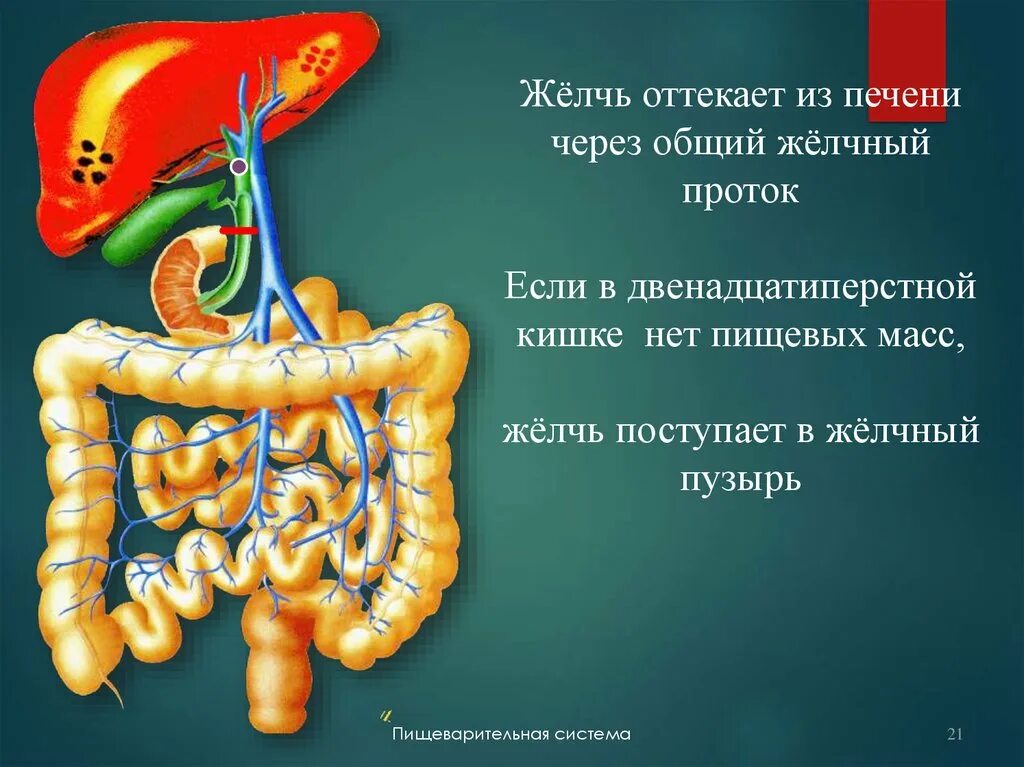 Поджелудочная железа эмульгирование жиров. Желчь из желчного пузыря поступает. Желчь, поступающая в кишечник. Желчь поступает в двенадцатиперстную кишку.