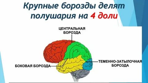 Название доли больших полушарий